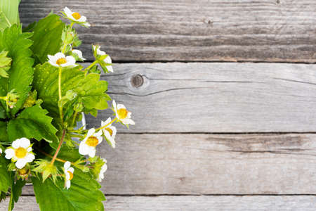 Strawberry leaves and flowers on wooden table. Gardening, growing berriesの写真素材
