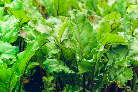 Beet leaves in garden. Growing beets in garden for healthy diet, vegetarian menu.
