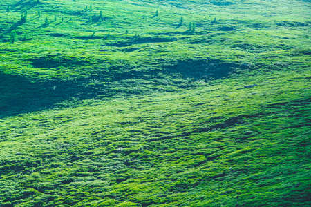 Green rolling hills. Summer meadow Sunny day.の写真素材