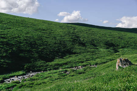Gentle green hills. Mountain valley for pasture with soft slopes covered with green grassの写真素材