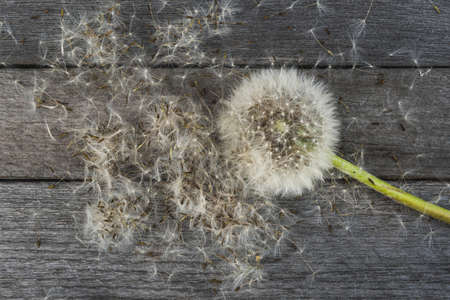 Dry dandelion and seeds on a wooden tableの写真素材