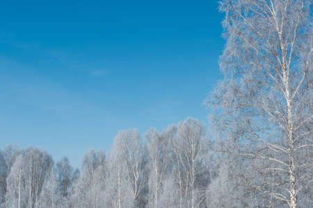 Birch winter forest. Trees in frost Sunny dayの写真素材