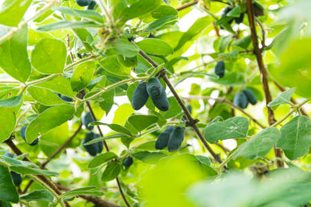 Honeysuckle berries grow in garden. Plant and leaves with raindropsの写真素材