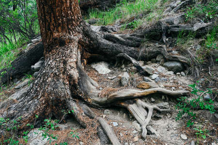 Dry roots of trees in coniferous forestの写真素材