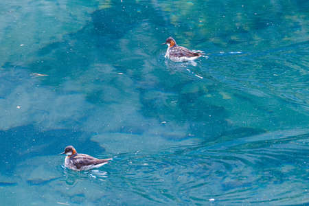 Bird on blue lake. Duck swims in turquoise waterの写真素材