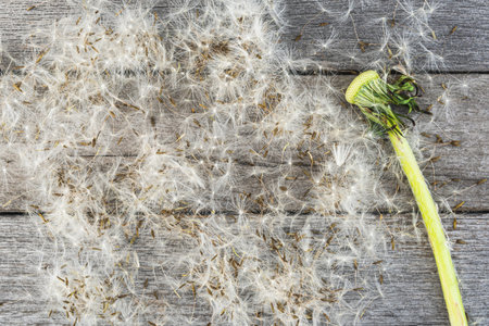 Dry dandelion and seeds on a wooden table