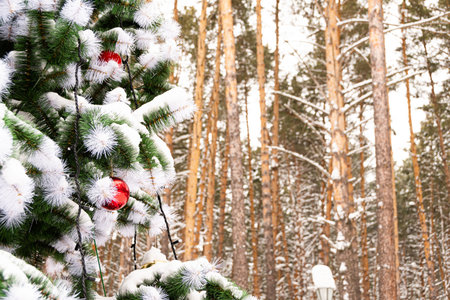 Christmas tree with red balls under snow in pine forest. Preparation for new yearの写真素材