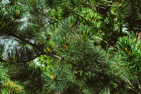 Green branches in coniferous forest on summer day