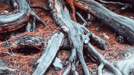 Tree roots on dirt trail. Hiking in coniferous forest in summer. Tourism and travelの写真素材
