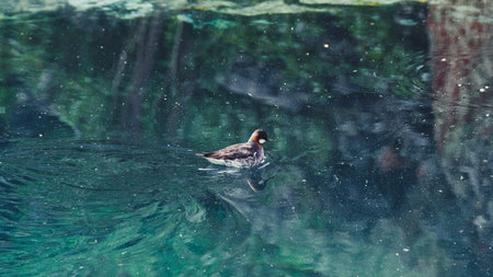 Bird on blue lake. Duck swims in turquoise waterの写真素材