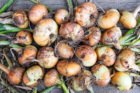 bulbs from garden on wooden table. Harvest fresh vegetables for vegetariansの写真素材