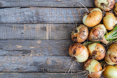 bulbs from garden on wooden table. Harvest fresh vegetables for vegetariansの写真素材