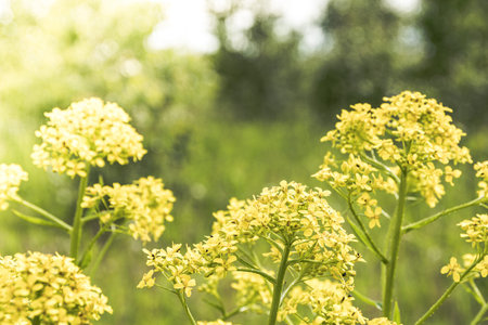 yellow rapeseed flowers on summer sunny day, plant for cooking rapeseed oil, growing plants in rural...