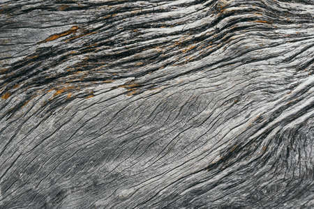 Old dry tree trunk without bark. Vintage wood as backgroundの写真素材