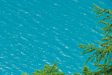 Pine branches on blue lake. Coniferous forest on shore of turquoise seaの写真素材