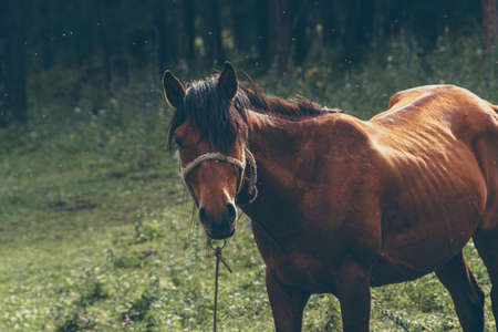 bay horse grazes on green meadow on summer dayの写真素材