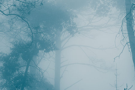 Mystical forest in fog, silhouettes of tree branches in blue fogの写真素材