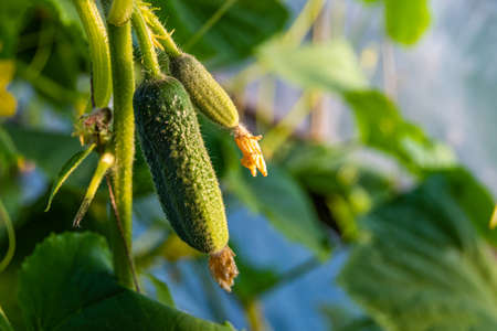 cucumbers growing in greenhouse, gardening by growing vegetables for vegetariansの写真素材