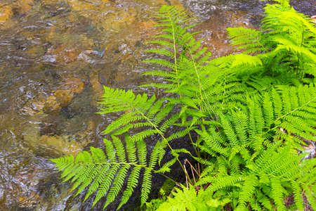 green fern leaves on a sunny summer dayの写真素材