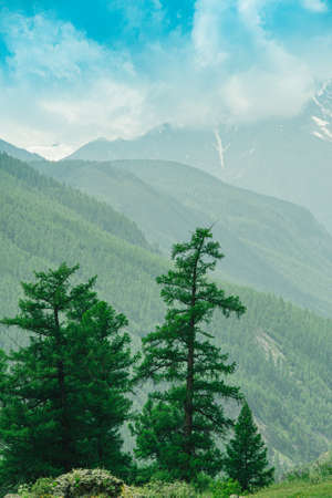 Lonely coniferous tree in mountains, fortitude. Courage, power of nature in achieving goalsの写真素材