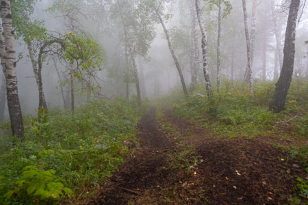 early morning in summer forest, dirt road in mystical fog, haze in branches of treesの写真素材