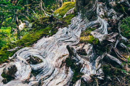 old tree trunk in forest, felled after the hurricaneの写真素材