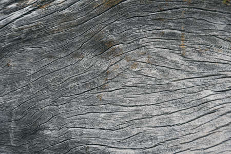 Old dry tree trunk without bark. Vintage wood as backgroundの写真素材