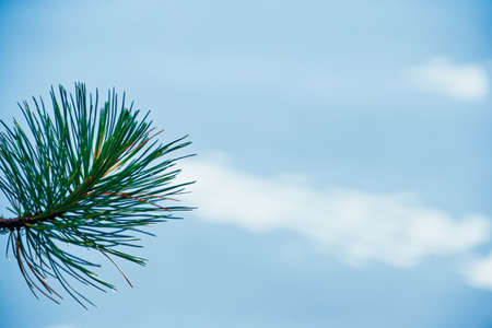 Pine branches on blue lake. Coniferous forest on shore of turquoise seaの写真素材