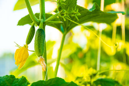 cucumbers growing in greenhouse, gardening by growing vegetables for vegetariansの写真素材