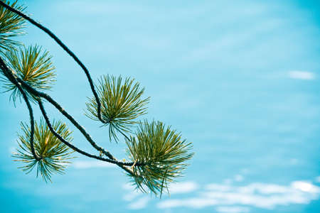 Pine branches on blue lake. Coniferous forest on shore of turquoise seaの写真素材