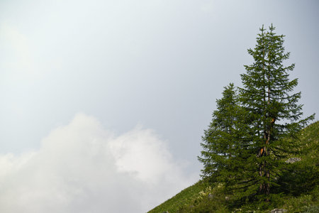 Lonely coniferous tree in mountains, fortitude. Courage, power of nature in achieving goals