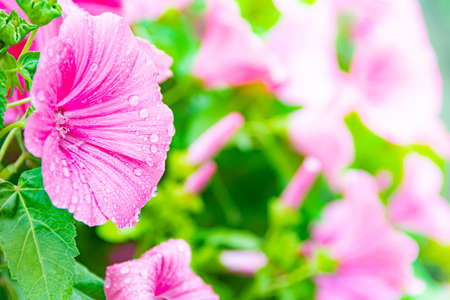 pink petunias on flower bed in garden on sunny summer dayの写真素材