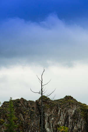 tree with dry branches on sky background, symbol of loneliness, struggle for survivalの写真素材
