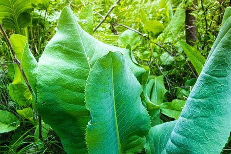 Broad green leaves in the summer forest