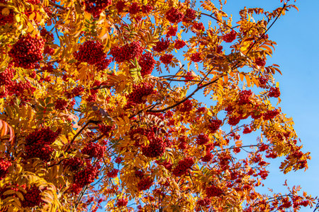branch tree with yellow leaves with red berries of mountain ash, autumn atmosphere of forest