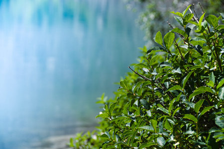green tree on background of water surface of lake or river