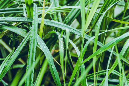 forest plants, green leaves and young growth as grass carpetの写真素材