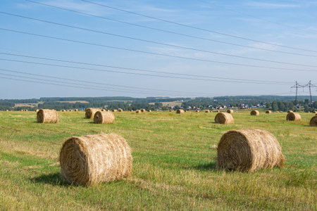 hay rolls in field after harvesting. Agricultural pasture on summer day. Preparation of feed for...