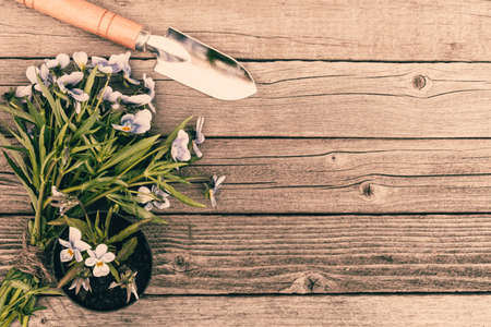 pansies in pot and trowel on wooden table, floriculture and potted plantsの写真素材