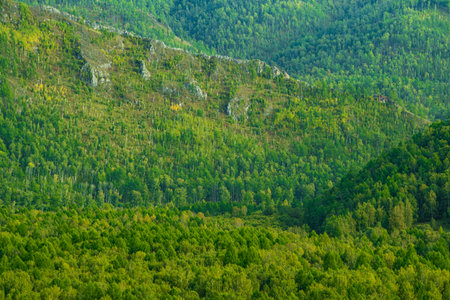 green carpet of trees on hillside, dense coniferous forest as background