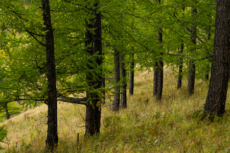 grove of conifers on hillside, hiking in  forest of larch, tourist trip to nature