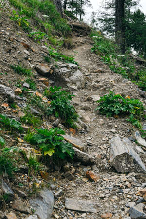 lonely stone path among trees and rocks, hiking in mountains, traveling through valleyの写真素材