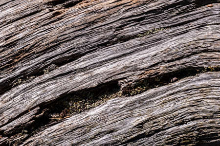 texture of old dry tree trunkの写真素材