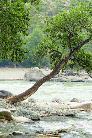 tree leaned over water, swift current of stream in rocky bed, mountain river on sunny dayの写真素材