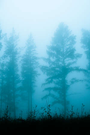Mystical forest in fog, silhouettes of tree branches in blue fogの写真素材