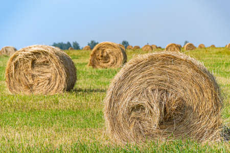 dry hay rolls in a rural field on a summer day, harvesting, preparation of fodder for livestockの写真素材