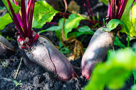 beetroot with green leaves grow on bed in summer garden, growing food for vegetarian dishesの写真素材