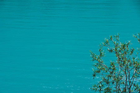 green tree on background of water surface of lake or river