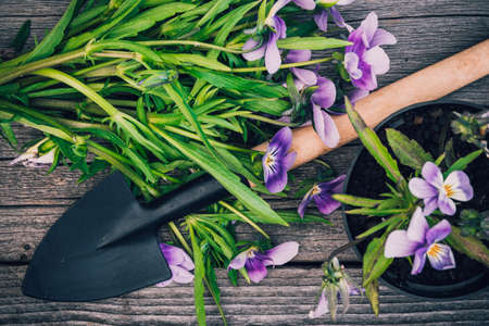 pansies in pot and trowel on wooden table, floriculture and potted plantsの写真素材