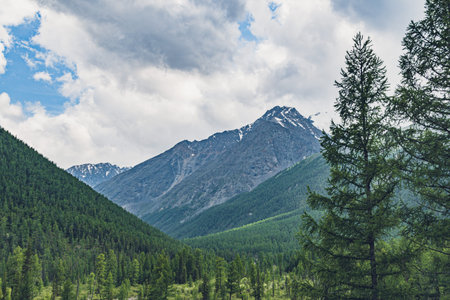 valley with pine forest and rocky peaks on horizon, mountain tourism, outdoor relaxation